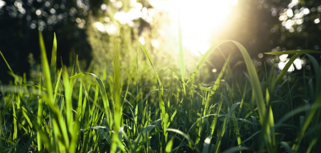 Gracias a la luz solar las plantas pueden hacer la fotosíntesis, la cual permite la producción de oxígeno en la atmósfera terrestre.