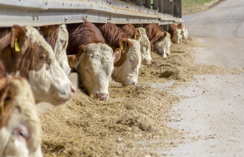 es importante una alimentación sostenible para nuestra dieta. Solo la ganadería es responsable del 14% de los gases efecto invernadero.